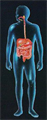circulatory system