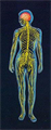 circulatory system